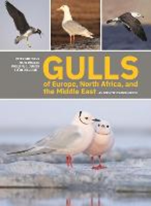 GULLS OF EUROPE, NORTH AFRICA, AND THE M