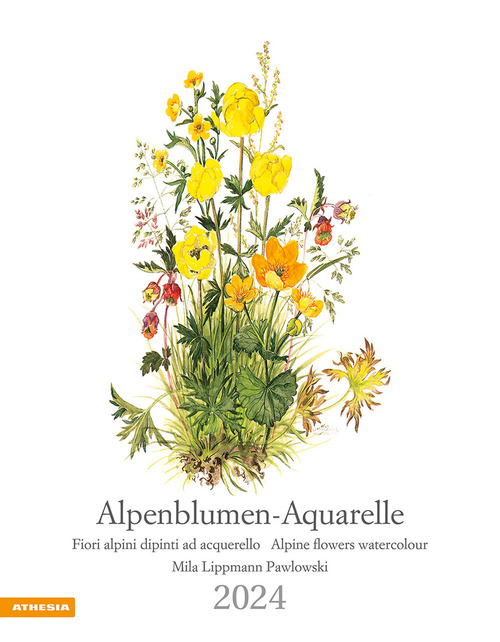 Alpenblumen-Aquarelle-Fiori alpini dipinti ad acquerello–Alpine flowers watercolour. Calendario 2024