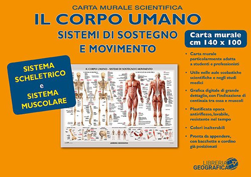 Corpo umano. Sistema scheletrico e muscolare. Carta murale scientifica